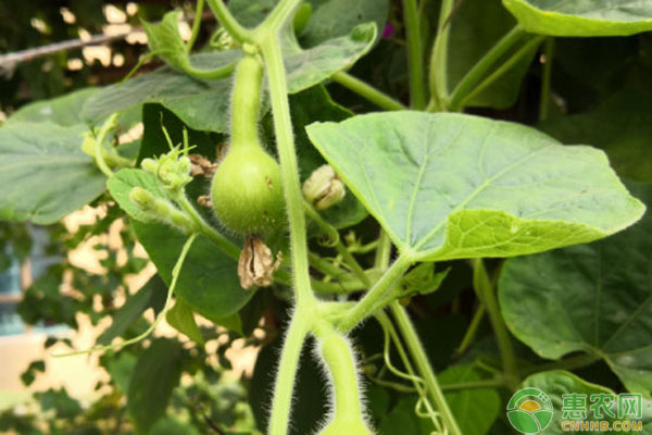 葫蘆籽什么時(shí)候種植最好？-圖片版權(quán)歸惠農(nóng)網(wǎng)所有