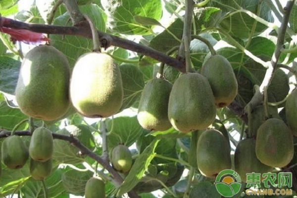 獼猴桃栽培技術(shù)-圖片版權(quán)歸惠農(nóng)網(wǎng)所有