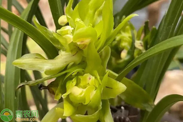 蘭花枯萎病怎么治？-圖片版權(quán)歸惠農(nóng)網(wǎng)所有