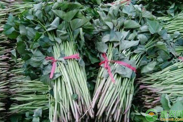 红薯什么时候种植开始育苗？-图片版权归惠农网所有