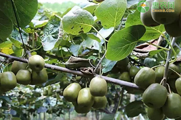 獼猴桃的栽培技術(shù)-圖片版權(quán)歸惠農(nóng)網(wǎng)所有