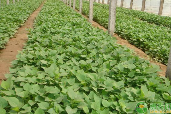 红薯什么时候种植开始育苗？-图片版权归惠农网所有