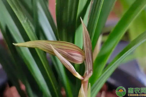 蘭花枯萎病怎么治？-圖片版權(quán)歸惠農(nóng)網(wǎng)所有