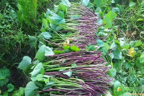 红薯什么时候种植开始育苗？-图片版权归惠农网所有