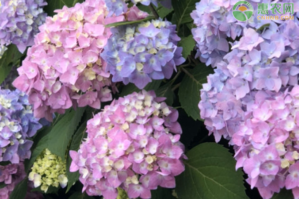 繡球花栽培管理及病蟲害防治-圖片版權(quán)歸惠農(nóng)網(wǎng)所有