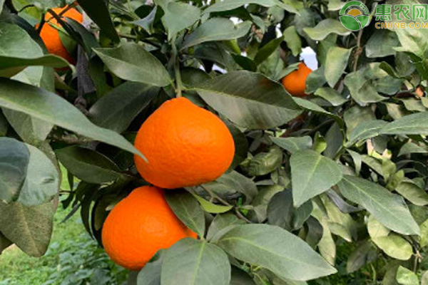 紅美人種植方法與管理-圖片版權(quán)歸惠農(nóng)網(wǎng)所有