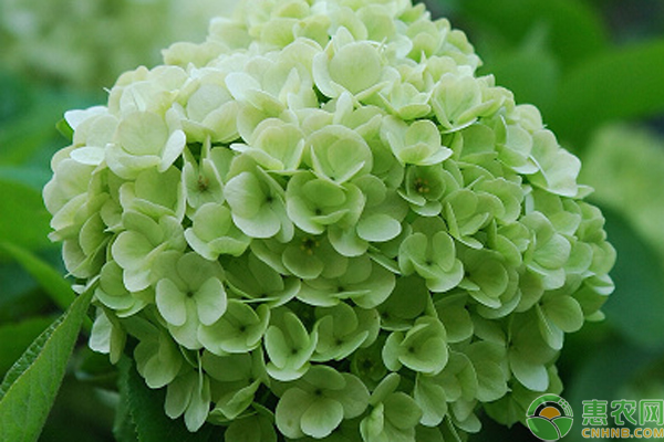 繡球花栽培管理及病蟲害防治-圖片版權(quán)歸惠農(nóng)網(wǎng)所有