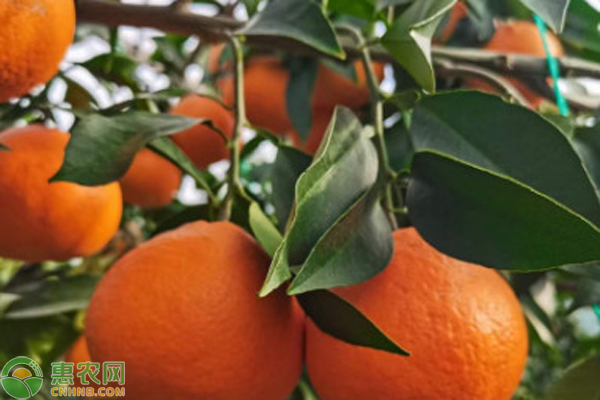 紅美人種植方法與管理-圖片版權(quán)歸惠農(nóng)網(wǎng)所有