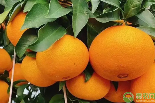 紅美人種植方法與管理-圖片版權(quán)歸惠農(nóng)網(wǎng)所有