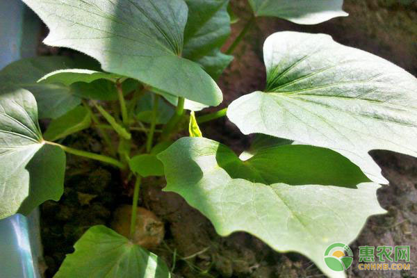 紅薯什么時候育苗？-圖片版權(quán)歸惠農(nóng)網(wǎng)所有