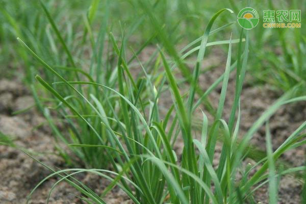 韭菜幾月種植最好？-圖片版權(quán)歸惠農(nóng)網(wǎng)所有