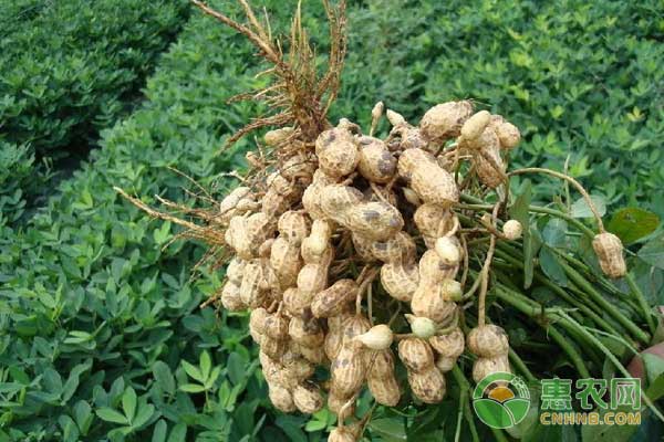 春花生種植時(shí)間和方法-圖片版權(quán)歸惠農(nóng)網(wǎng)所有