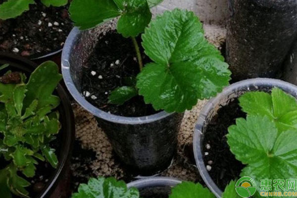草莓苗種植方法-圖片版權歸惠農(nóng)網(wǎng)所有