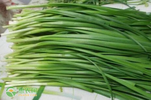韭菜幾月種植最好？-圖片版權(quán)歸惠農(nóng)網(wǎng)所有
