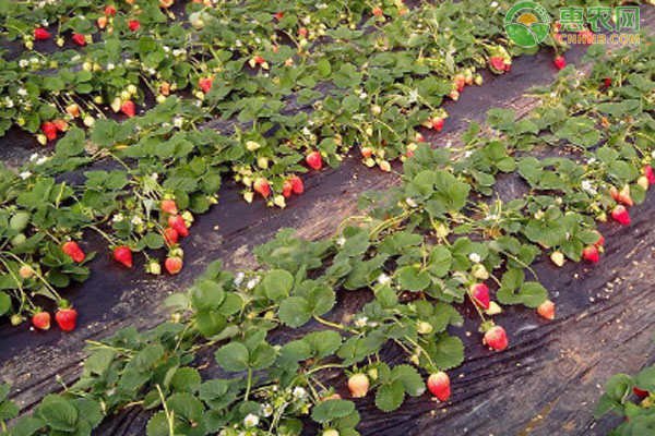 几月份种草莓苗最合适？
