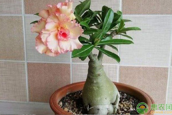 沙漠玫瑰如何栽培？-圖片版權(quán)歸惠農(nóng)網(wǎng)所有