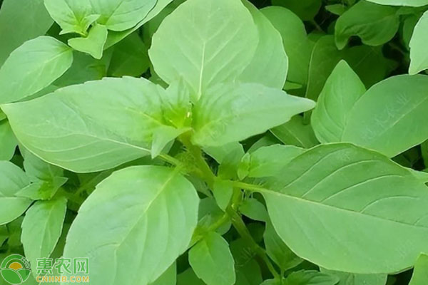 荊芥幾月份種合適？-圖片版權歸惠農網所有