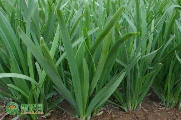 韭菜幾月種植最好？-圖片版權(quán)歸惠農(nóng)網(wǎng)所有