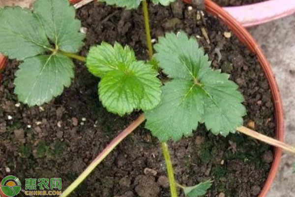 草莓苗種植方法-圖片版權歸惠農(nóng)網(wǎng)所有