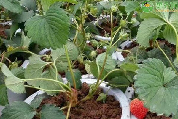 草莓苗怎么培育出来的？