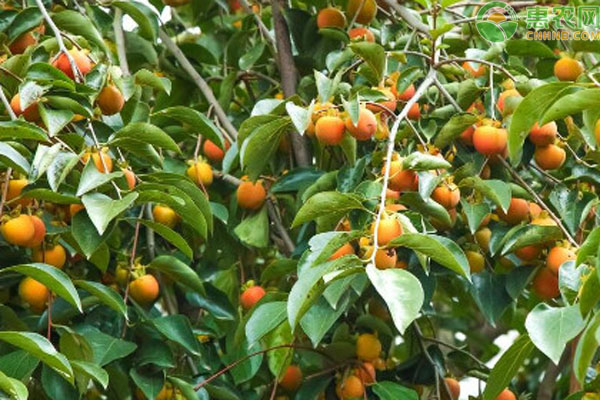 柿子樹幾月栽種最好？-圖片版權(quán)歸惠農(nóng)網(wǎng)所有