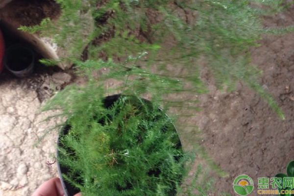 文竹用什么土壤種植最好？-圖片版權(quán)歸惠農(nóng)網(wǎng)所有