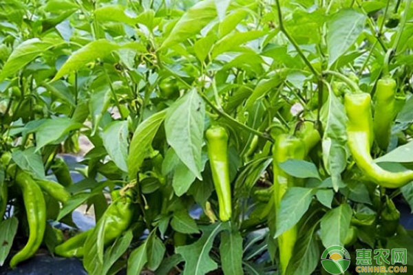 辣椒育苗時(shí)間-圖片版權(quán)歸惠農(nóng)網(wǎng)所有
