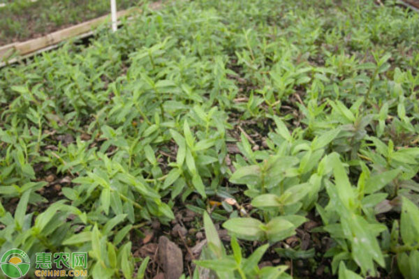 種植石斛用什么土壤基質(zhì)？-圖片版權(quán)歸惠農(nóng)網(wǎng)所有