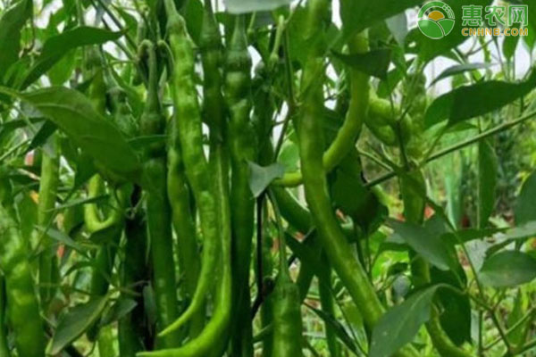 茄子辣椒什么時(shí)候育苗？-圖片版權(quán)歸惠農(nóng)網(wǎng)所有