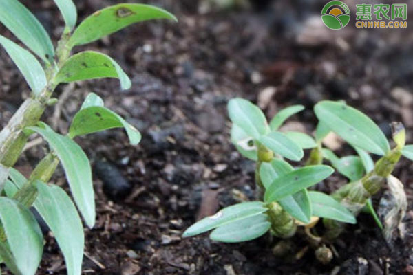 種植石斛用什么土壤基質(zhì)？-圖片版權(quán)歸惠農(nóng)網(wǎng)所有