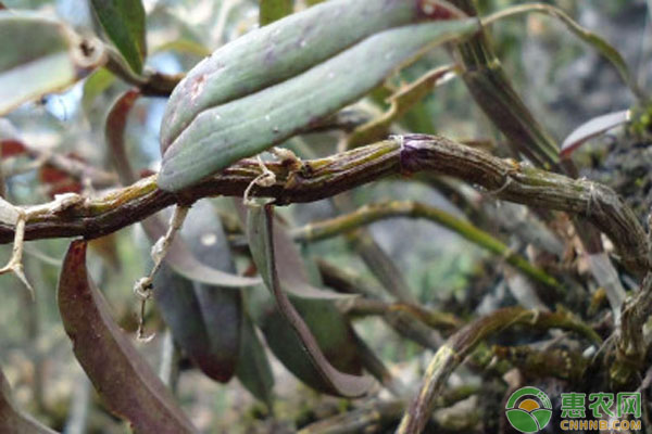 種植石斛用什么土壤基質(zhì)？-圖片版權(quán)歸惠農(nóng)網(wǎng)所有