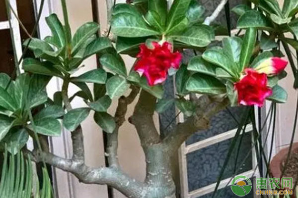 沙漠玫瑰用什么土栽培最好？-圖片版權(quán)歸惠農(nóng)網(wǎng)所有
