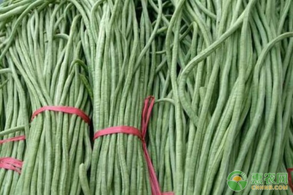 幾月份種豆角才是最佳時(shí)間？-圖片版權(quán)歸惠農(nóng)網(wǎng)所有