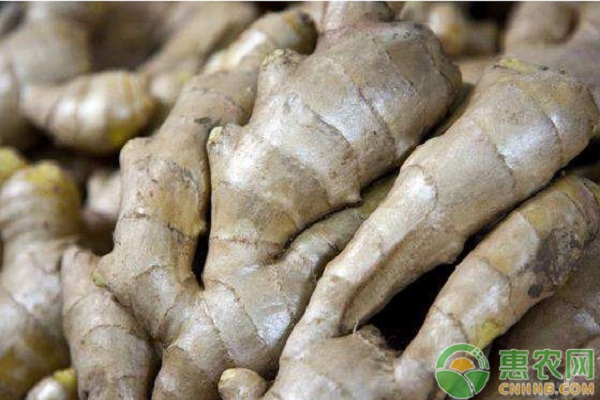 幾月種姜最合適？-圖片版權(quán)歸惠農(nóng)網(wǎng)所有