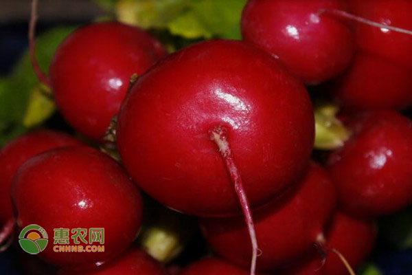 櫻桃蘿卜幾月份種好？-圖片版權(quán)歸惠農(nóng)網(wǎng)所有