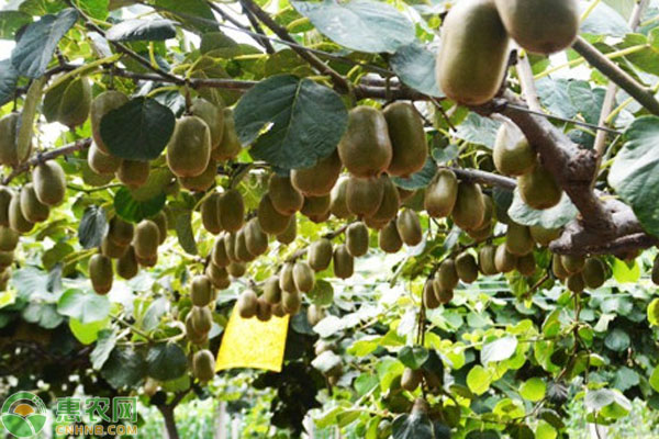 4月果樹種植指南-圖片版權(quán)歸惠農(nóng)網(wǎng)所有