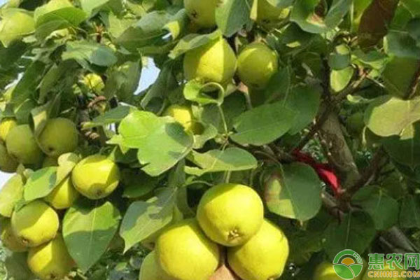 4月果樹種植指南-圖片版權(quán)歸惠農(nóng)網(wǎng)所有