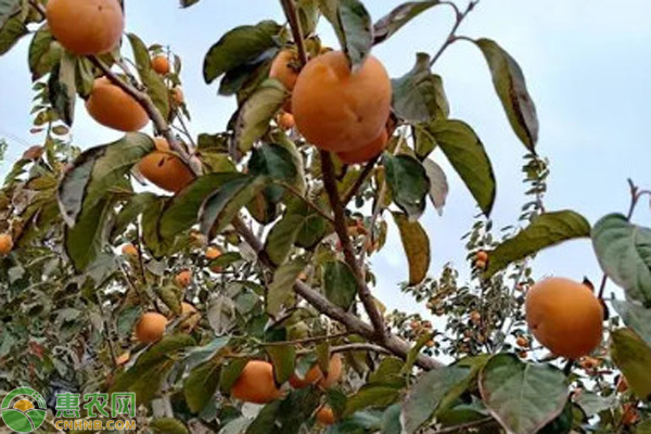 柿子樹(shù)什么時(shí)候栽種最好？-圖片版權(quán)歸惠農(nóng)網(wǎng)所有
