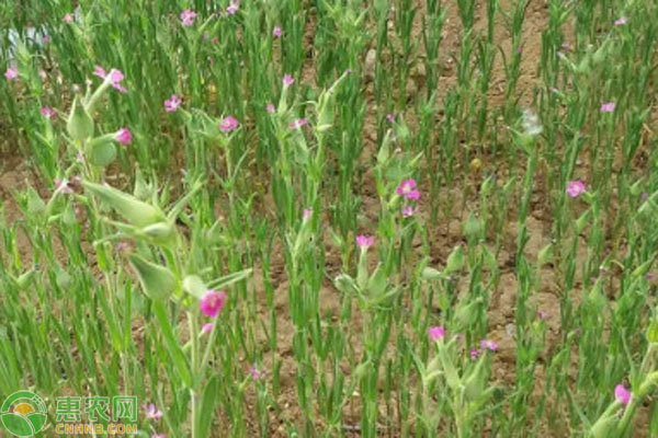 面條菜什么時(shí)候種植最好？-圖片版權(quán)歸惠農(nóng)網(wǎng)所有