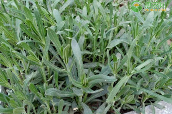 面條菜什么時(shí)候種植最好？-圖片版權(quán)歸惠農(nóng)網(wǎng)所有