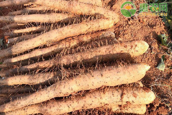 山藥什么時(shí)間種植最好？-圖片版權(quán)歸惠農(nóng)網(wǎng)所有
