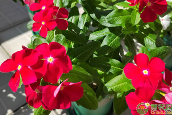 長(zhǎng)春花幾月份播種最好？-圖片版權(quán)歸惠農(nóng)網(wǎng)所有