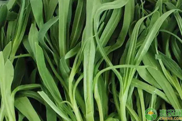 面條菜什么時(shí)候種植最好？-圖片版權(quán)歸惠農(nóng)網(wǎng)所有
