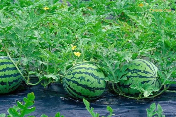 西瓜在幾月份種最合適？-圖片版權(quán)歸惠農(nóng)網(wǎng)所有