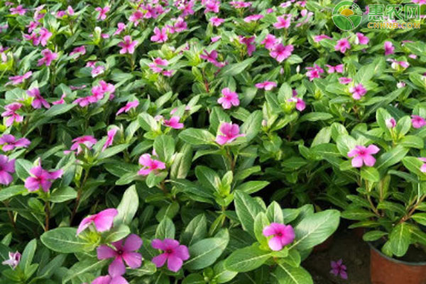 長(zhǎng)春花幾月份播種最好？-圖片版權(quán)歸惠農(nóng)網(wǎng)所有