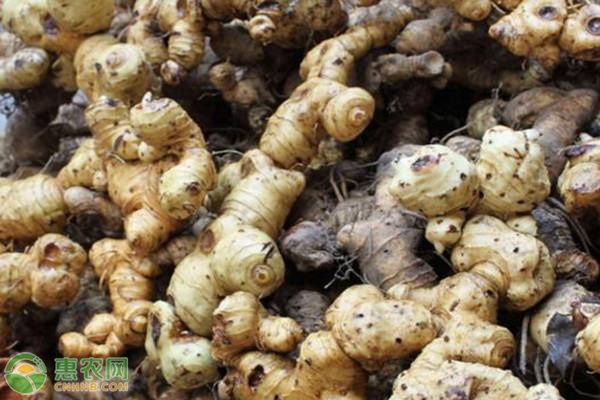 黃精什么時候種植最好？-圖片版權歸惠農網所有