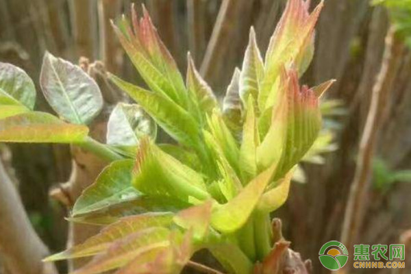 香椿什么时候种植最好？-图片版权归惠农网所有