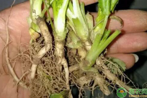 香菜根能种出香菜吗？