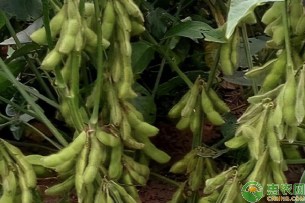 黄豆什么时候种植最好？-图片版权归惠农网所有