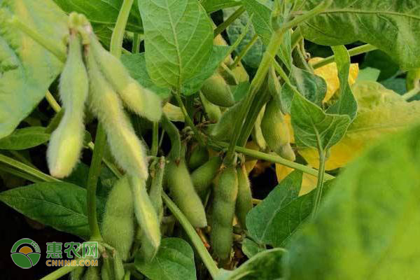 黄豆什么时候种植最好？-图片版权归惠农网所有